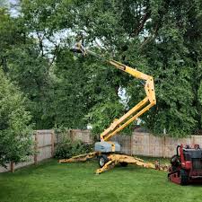 Lawn Renovation and Restoration in Roscoe, TX
