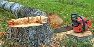 Best Tree Cabling and Bracing  in Roscoe, TX