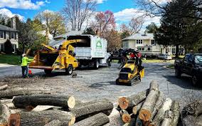 Best Tree Fertilization  in Roscoe, TX