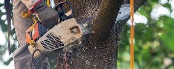 Best Root Management and Removal  in Roscoe, TX