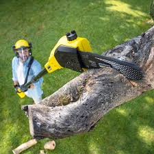 Best Tree Mulching  in Roscoe, TX