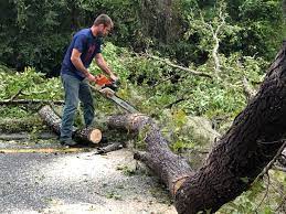 Best Tree Preservation Services  in Roscoe, TX