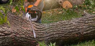 Best Aeration Services  in Roscoe, TX