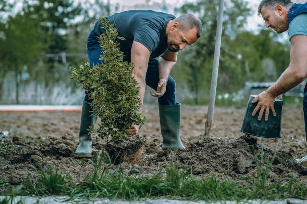 Best Emergency Tree Removal  in Roscoe, TX