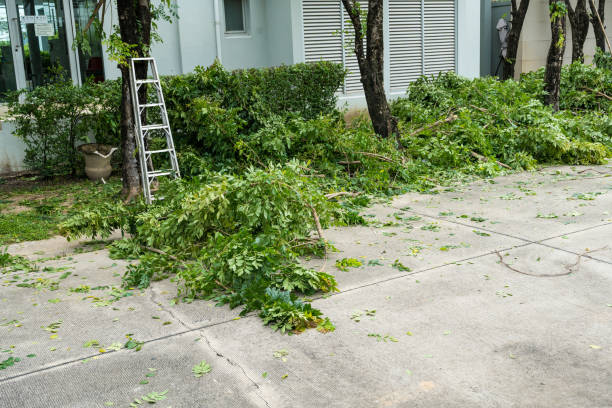 Best Utility Line Clearance  in Roscoe, TX