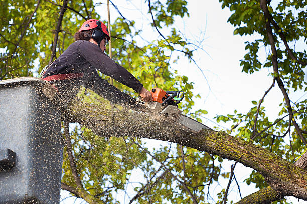 Best Fruit Tree Pruning  in Roscoe, TX